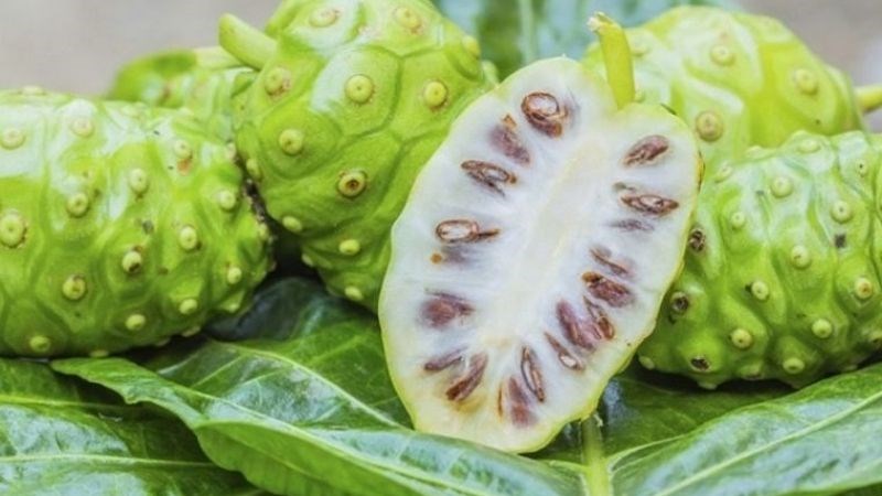 Trái nhàu có nhiều hợp chất sinh học đáng chú ý, nhưng không nên xem là phương pháp tăng đề kháng thay thế lối sống lành mạnh. 