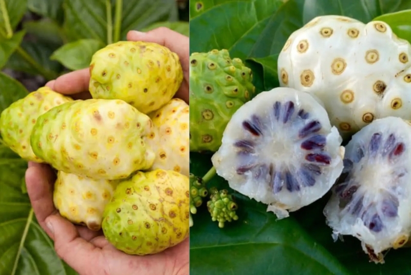Trái nhàu tươi giữ được đặc tính tự nhiên nhưng có mùi nồng, vị hăng và cần dùng với lượng phù hợp. 